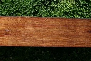 American Oak (Quercus alba)