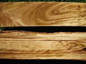 Camphor Laurel (Cinnamomum camphora)