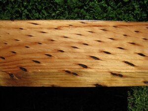 Canary Island Pine (Pinus canariensis)