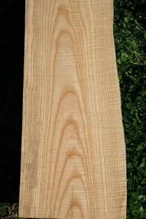 Claret Ash (Fraxinus sp.)