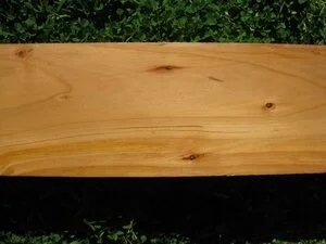 Himalayan Cedar (Cedrus deodara)