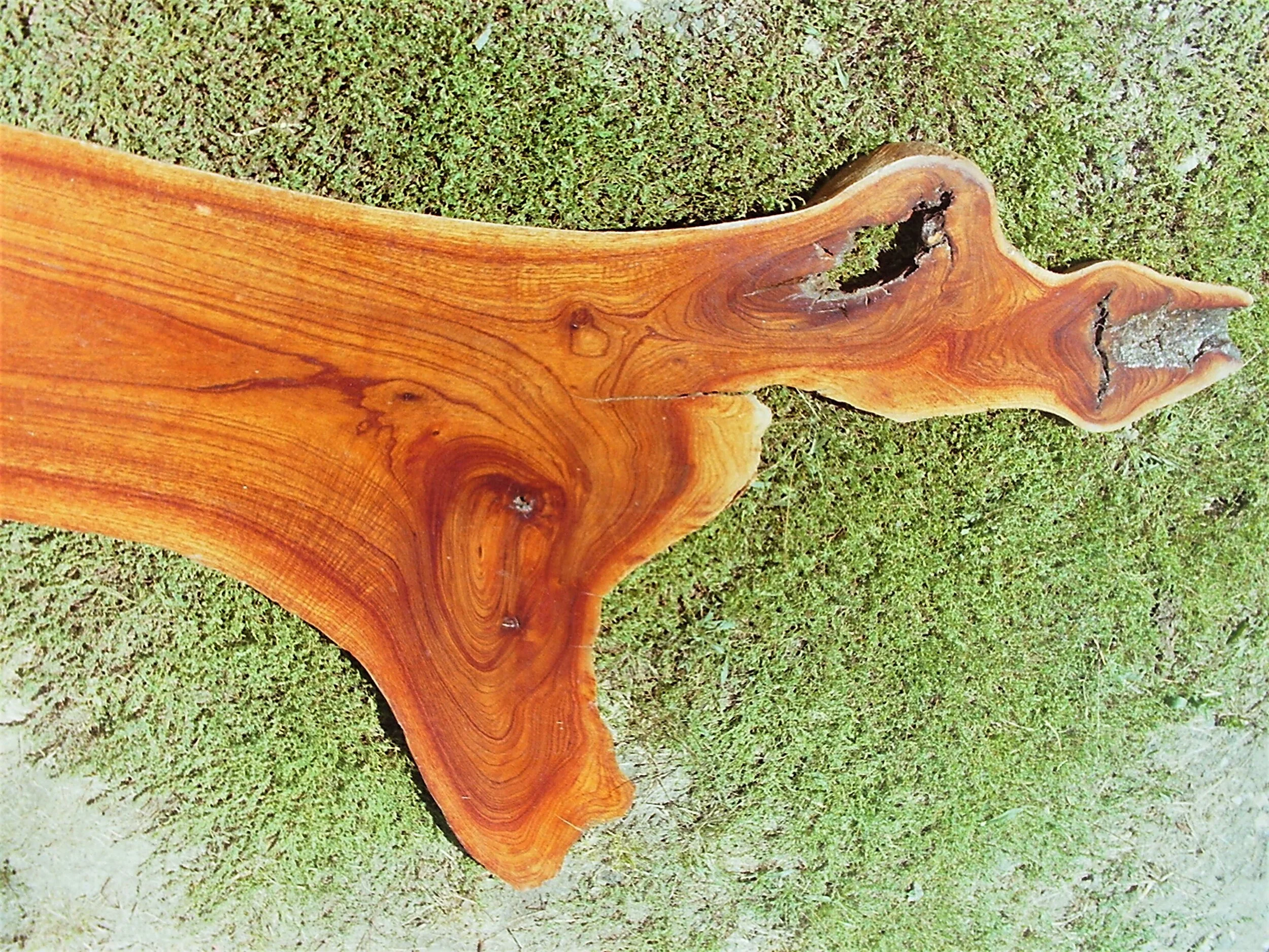 Queensland Red Cedar