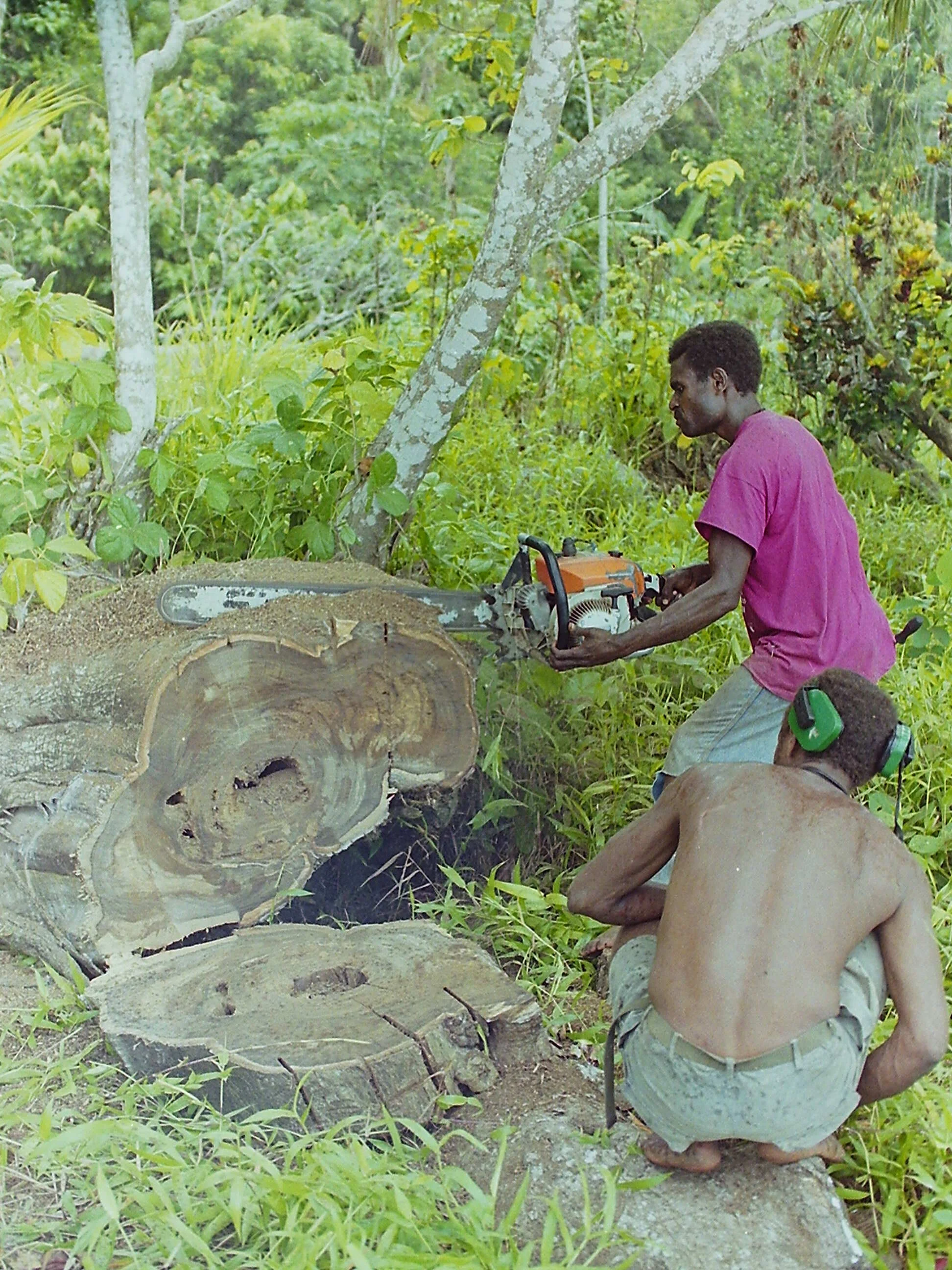 Kanau, a beautiful timber often used for carvings, being harvested at Ataliklikun Bay, Easy New Britain.