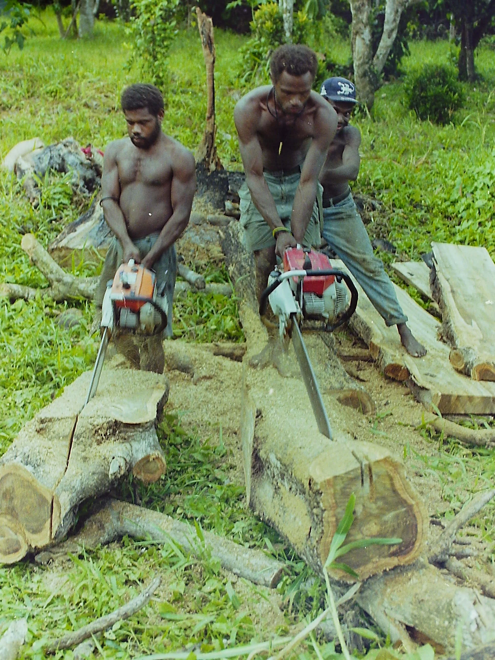Kanau, a beautiful timber often used for carvings, being harvested at Ataliklikun Bay, Easy New Britain.