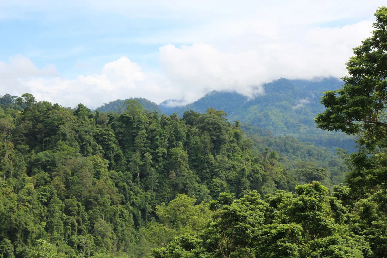 P.N.G rainforest in the vicinity of Bulolo, Morobe Province