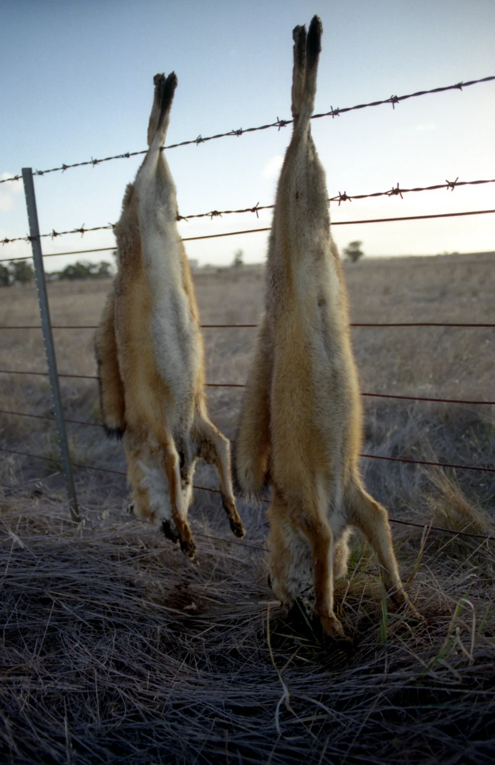foxes keep out