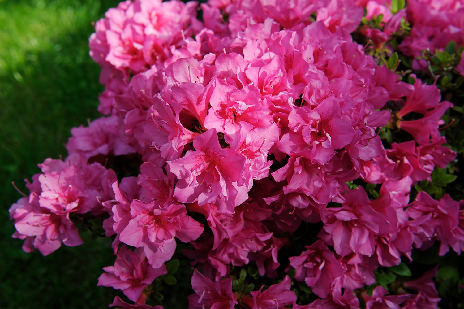 Spring Forward in Pink, Fuchsia, Lilac, and Purple - Wardrobe Oxygen