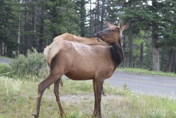 elk capture.JPG