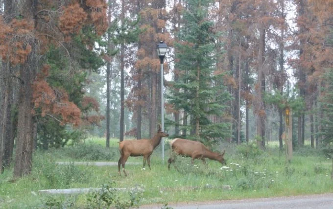 elk.JPG