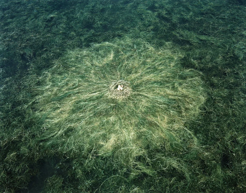 Photo by PETER GOIN www.petergoin.com Eared Grebe nest, Goose Lake, Stillwater Wildlife Refuge, from the book, A Doubtful River, 2000.