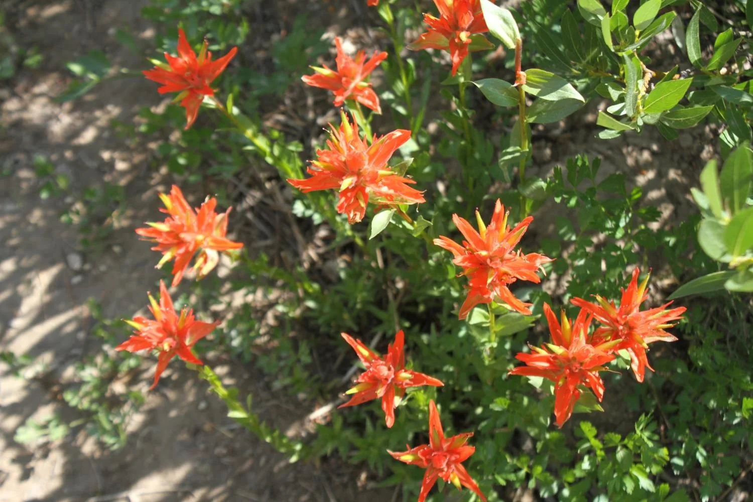 photos & header by michael rosen, ph.d., nwra journal editor