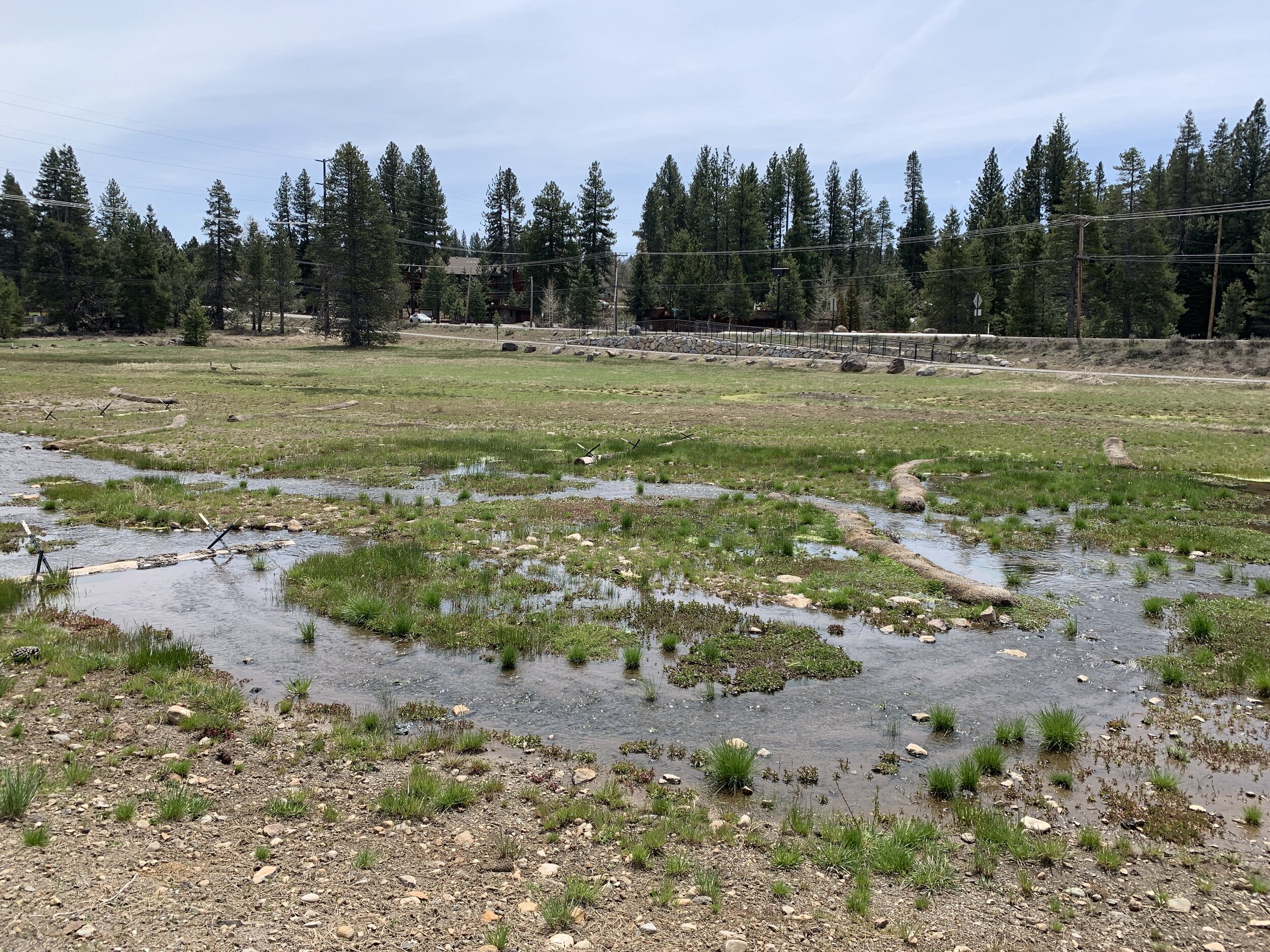 Restored wetlands along 267.JPG