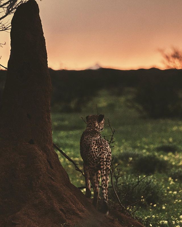 How cool is this cheetah? Looking out into the sunset and standing next to this huge termite mountain!?
.
My homiey @donalboyd is hosting another workshop in Namibia, Africa with @erindi and I'm so excited for the creatives who'll be chosen for this 