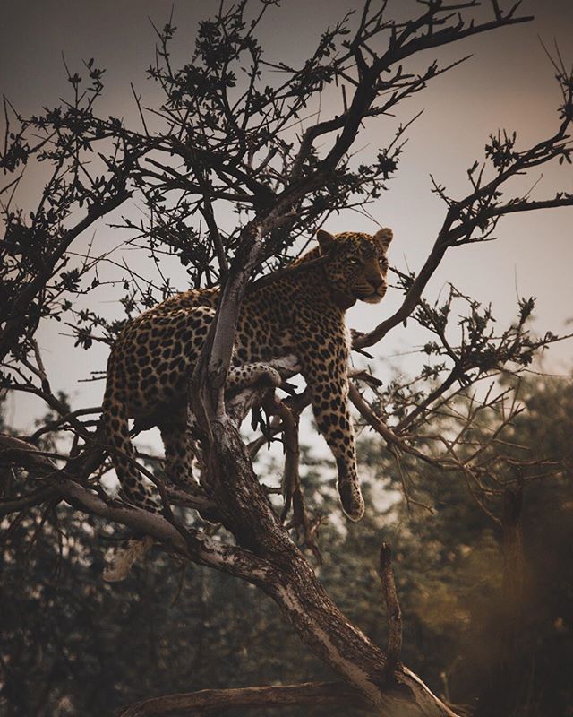 Honey-Thorne (This beautiful leopard's name) accurately depicts me at the moment, waiting for a delayed flight back home like 😒.
.
On another note, I gots a window seat and the possibility of catching sunset whilst in the sky makes waiting a bit bet