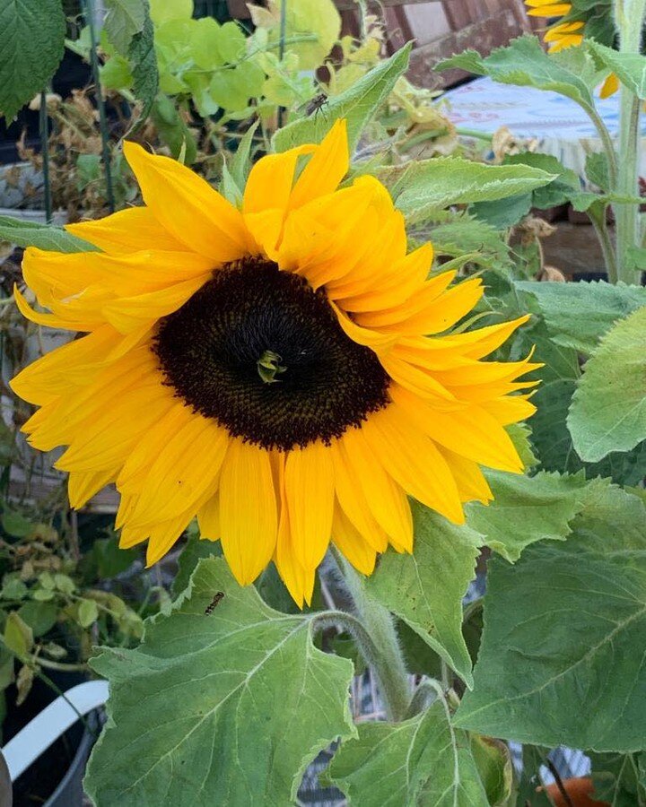 A lesson from sunflowers.  They so inspire and make me smile. From a tiny sunflower seed to something very complex and beautiful. 

The centre is actually thousands of little seeds that come together like community, feed insects and birds, feed human