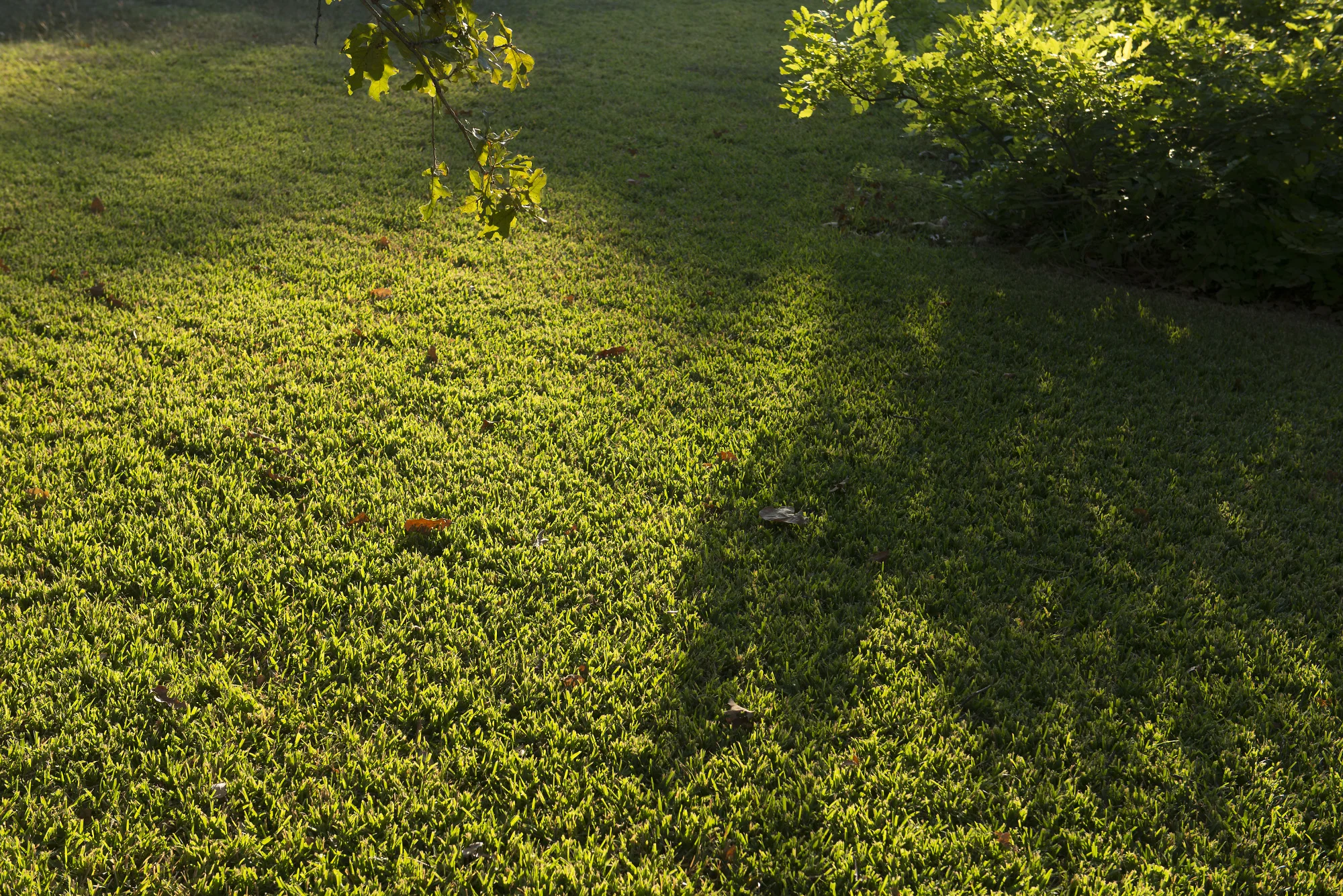 Lawn , 2015 archival inkjet print 20 x 30 inches from the series The Estate