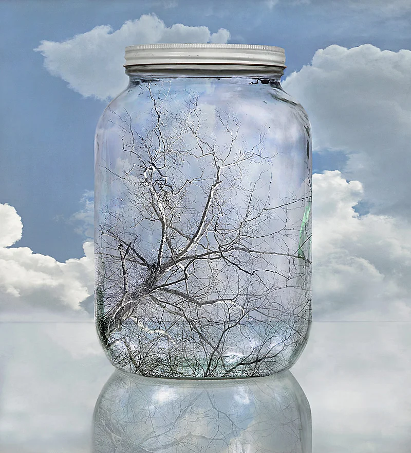 Sycamore Sky