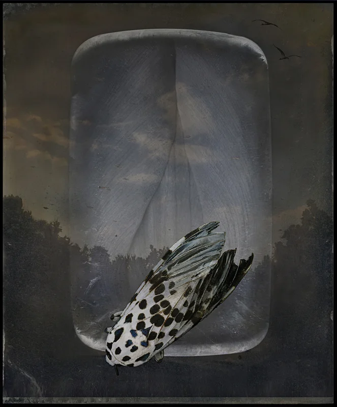 Moth of Magritte