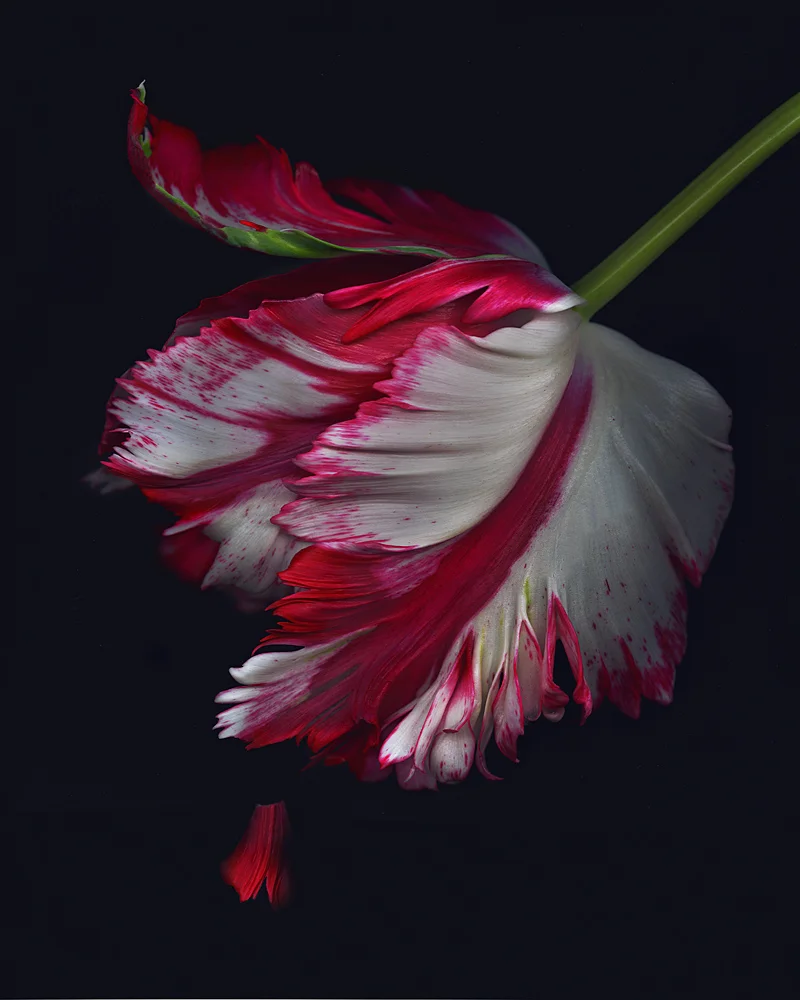 Dripping Tulip