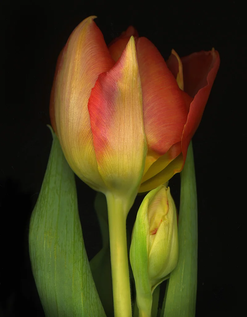 Madonna Tulip