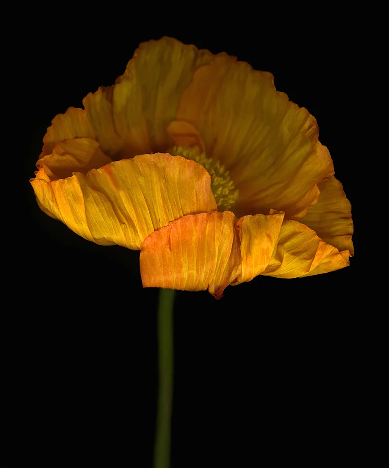 Icelandic Poppy