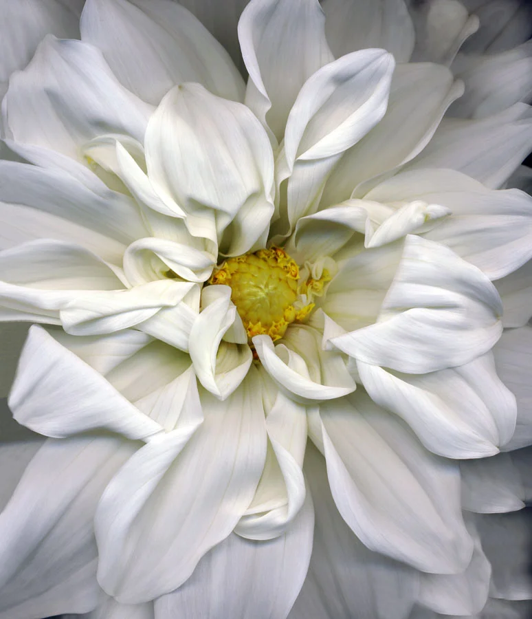 Stormy Dahlia