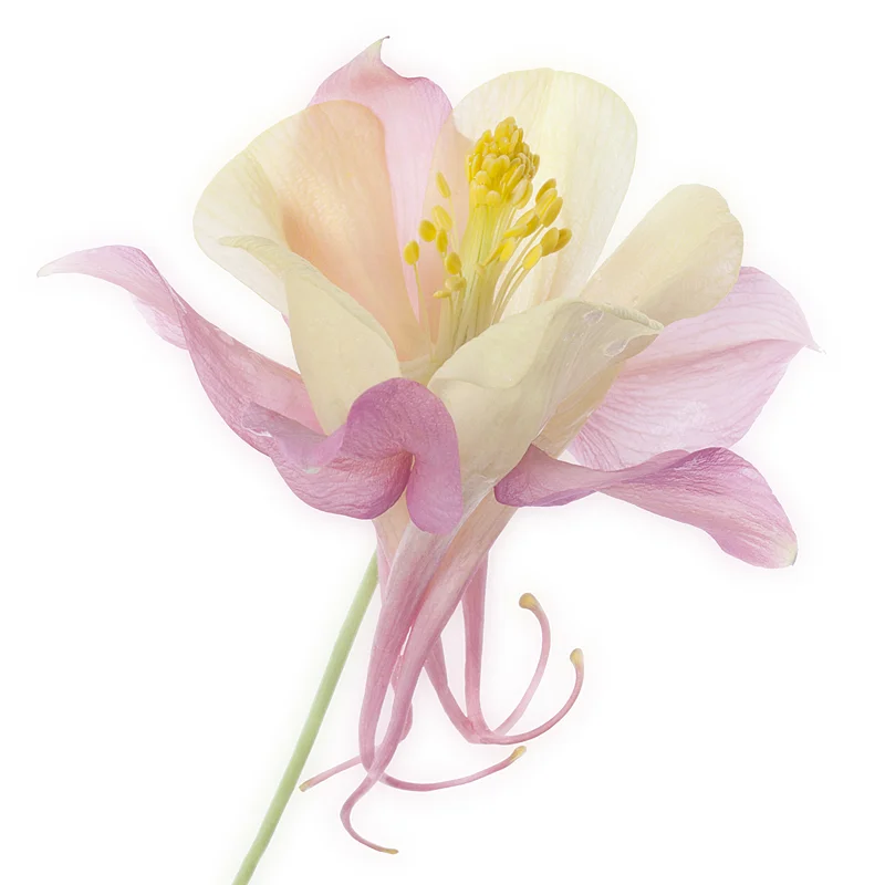 Columbine