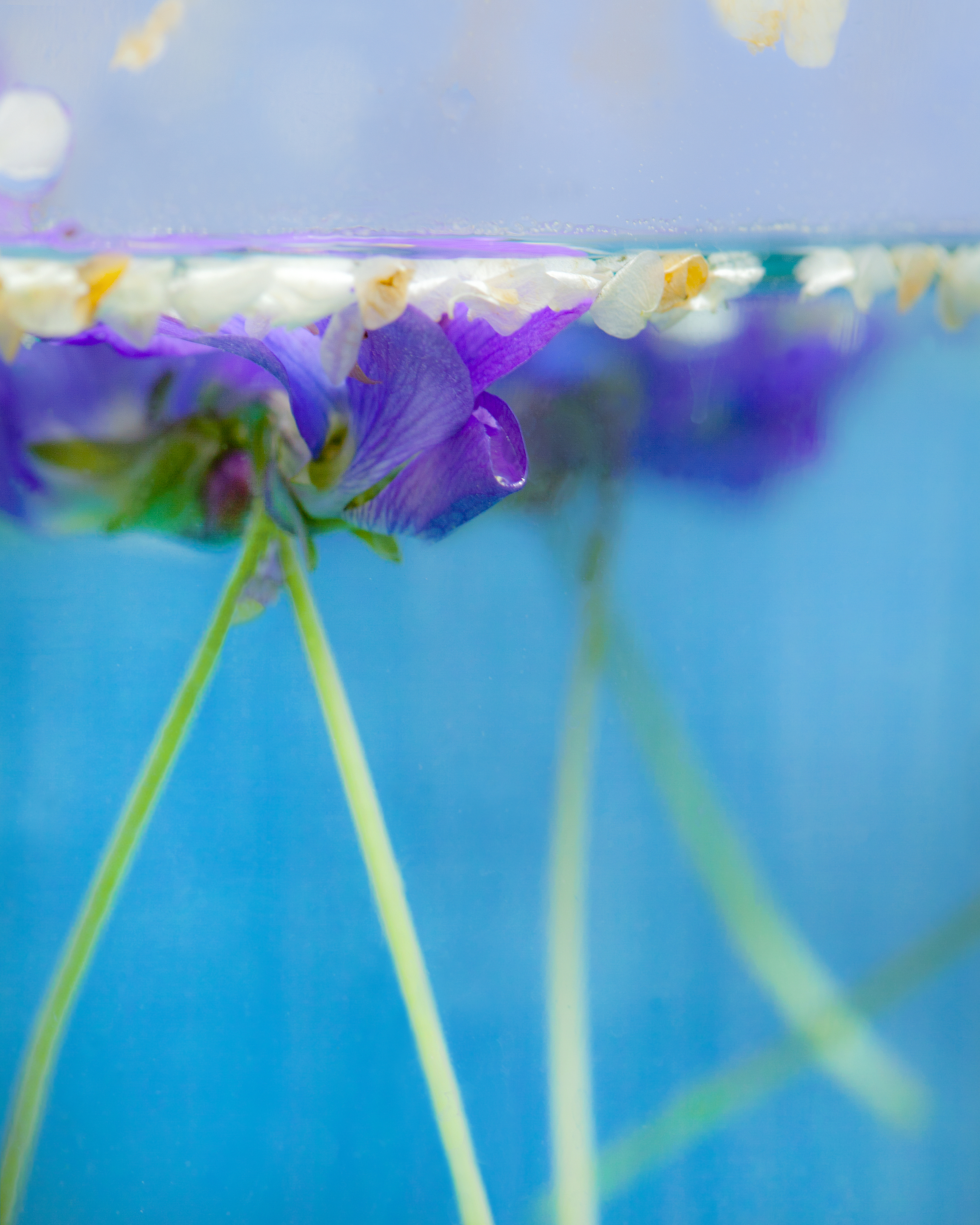 Violets