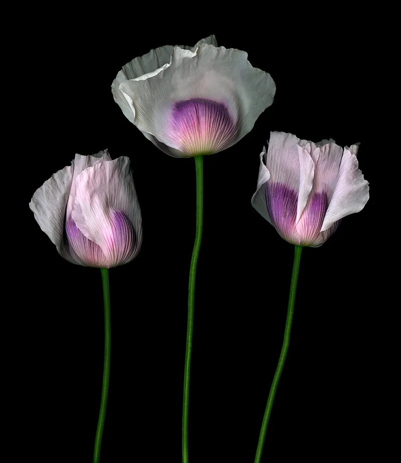White Poppies