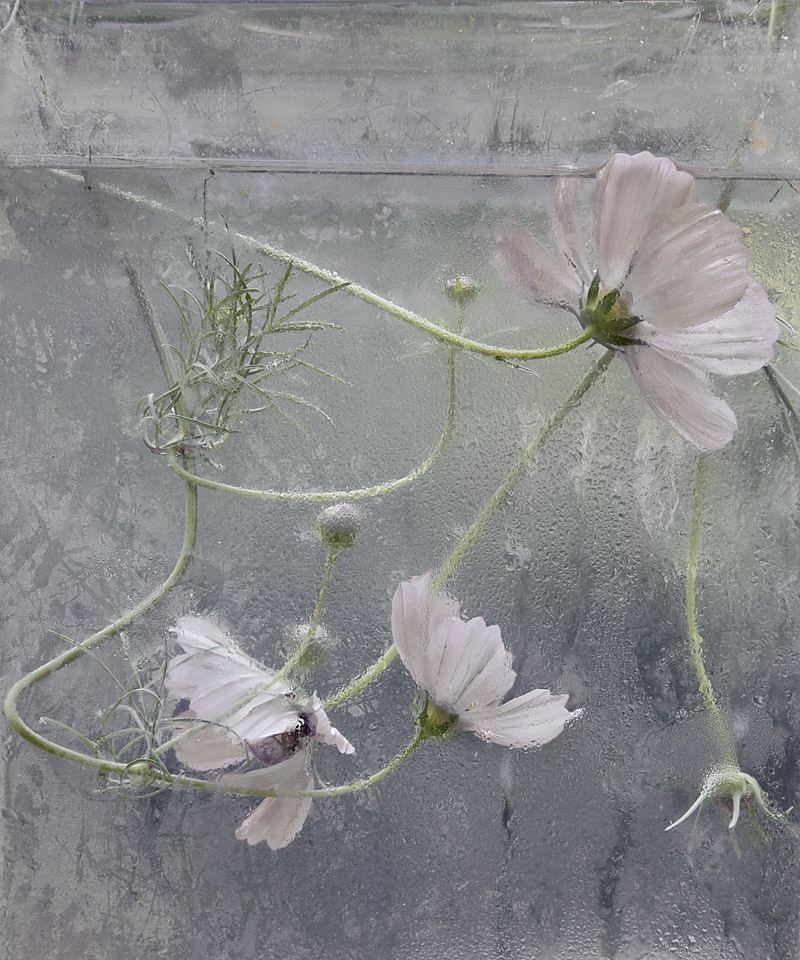 Cosmos