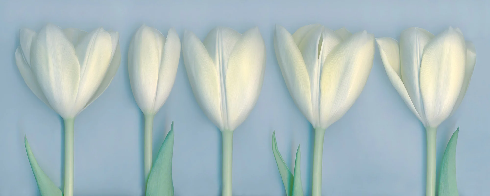 White Tulips on Gray