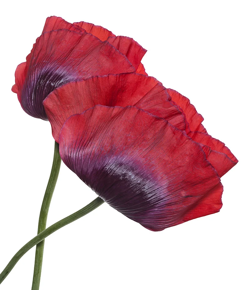 Red Poppies on White