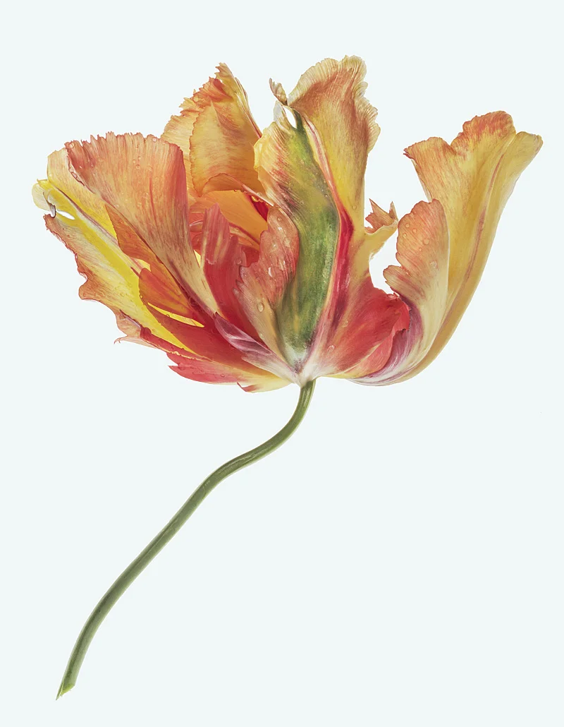Parrot Tulip on White