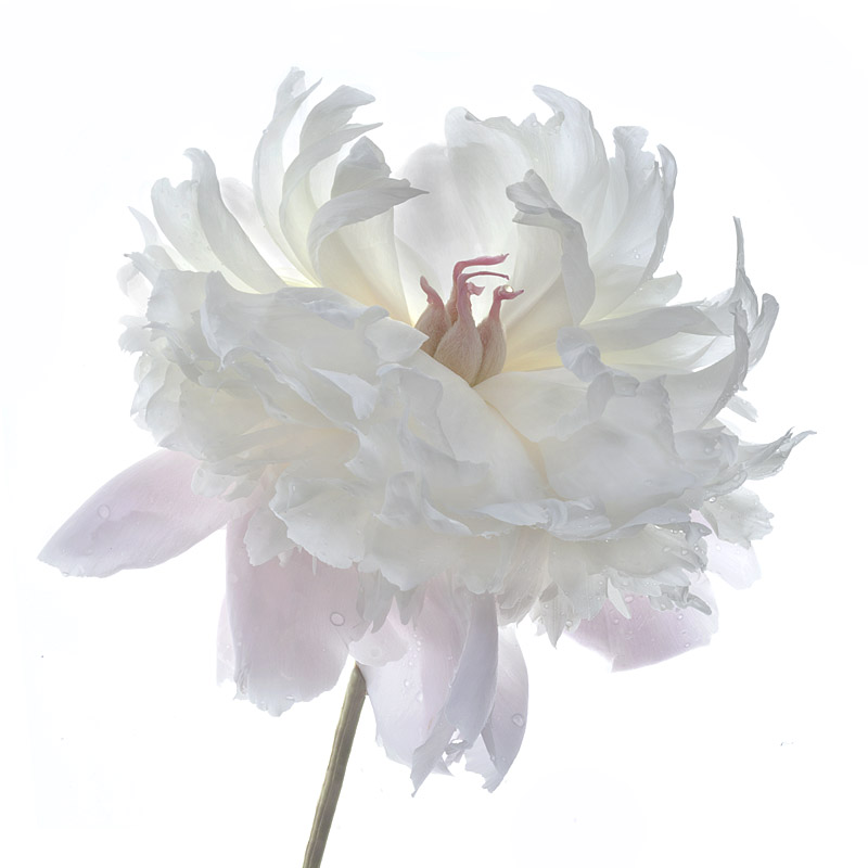 White Peony