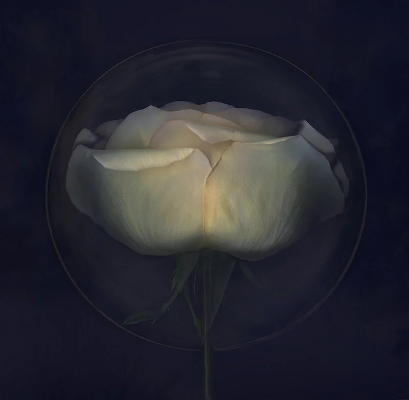 Mystical Rose