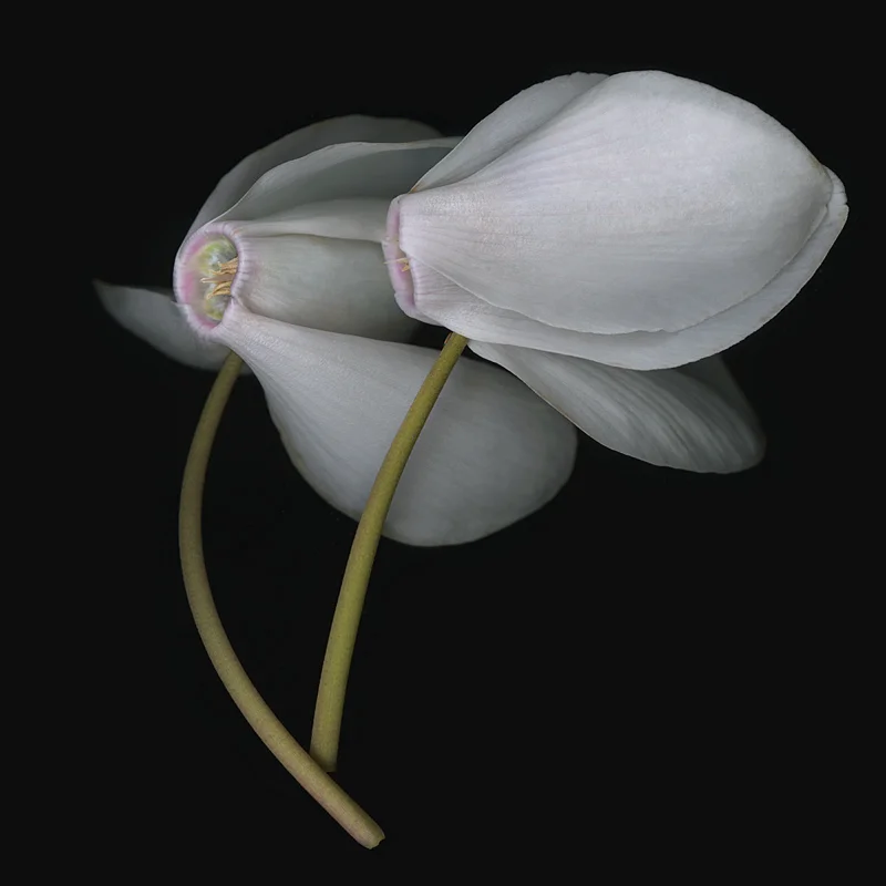 Cyclamen Couple