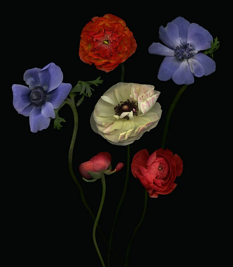 Anemone and Ranunculus