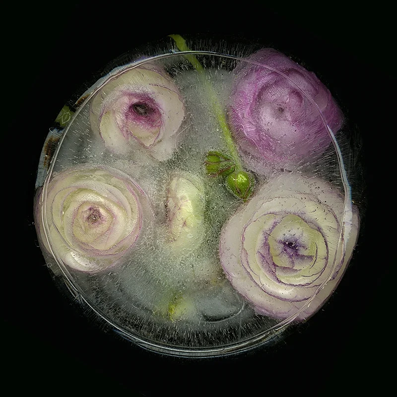 Ranunculus in ice
