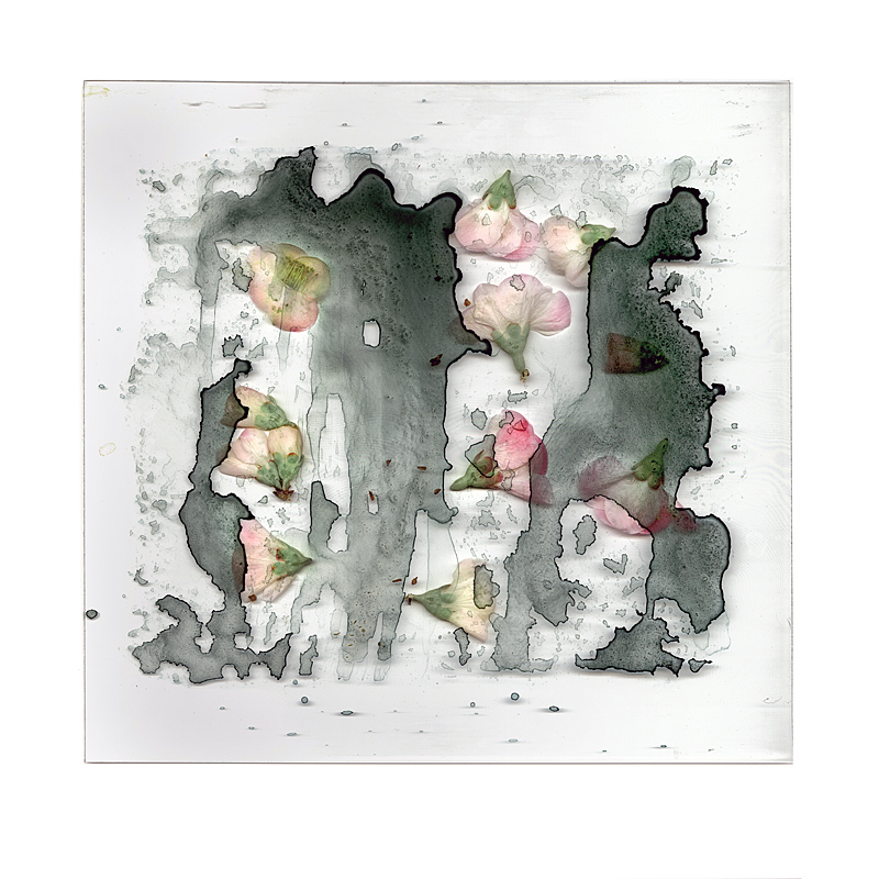 "Quince on Gray"