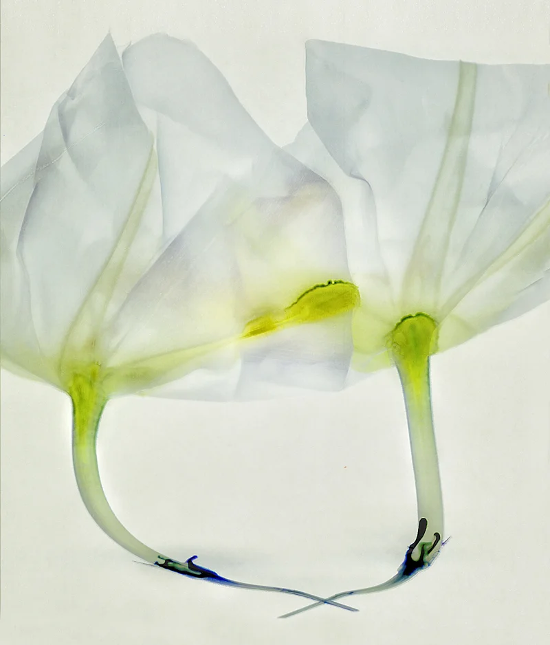 "Moonflowers"