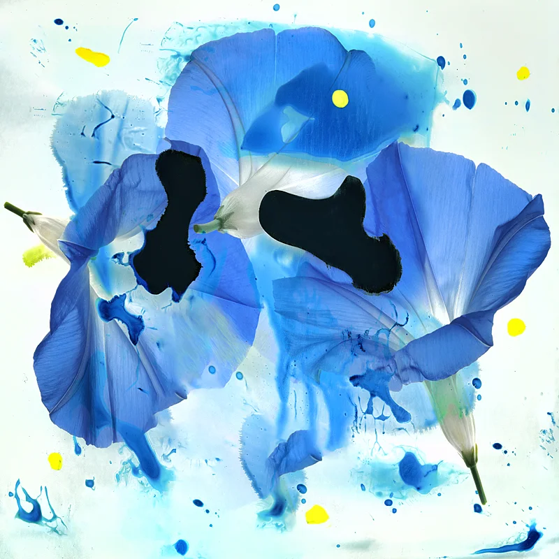 "Morning Glory Blues"