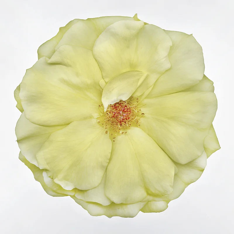 "Yellow Rose"