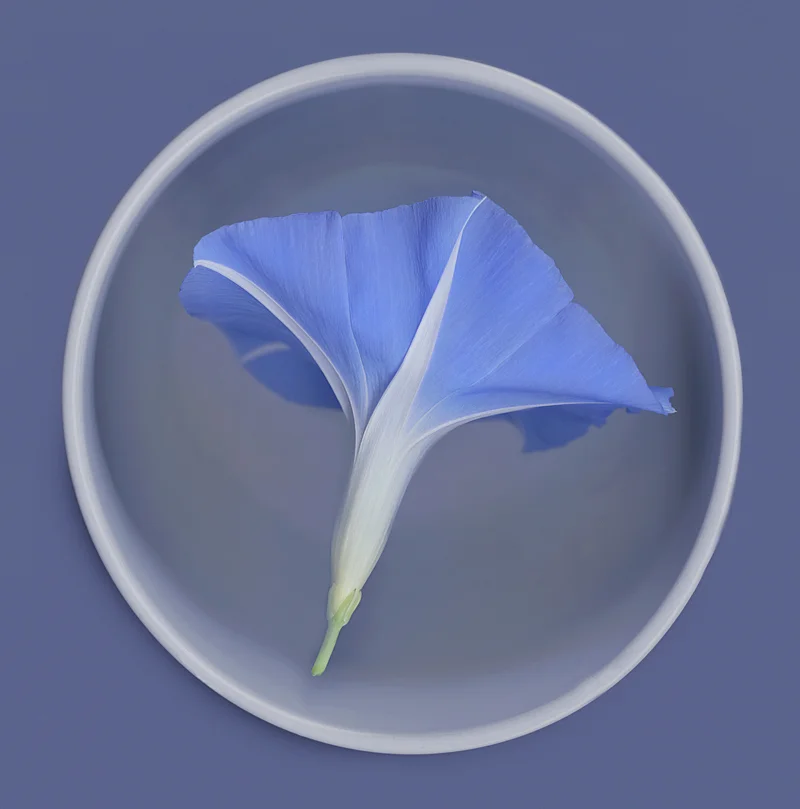 "Morning Glory Tea Cup"