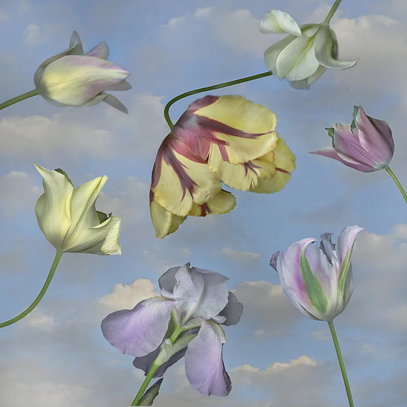 Spring Flowers