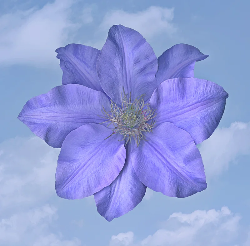 Clematis