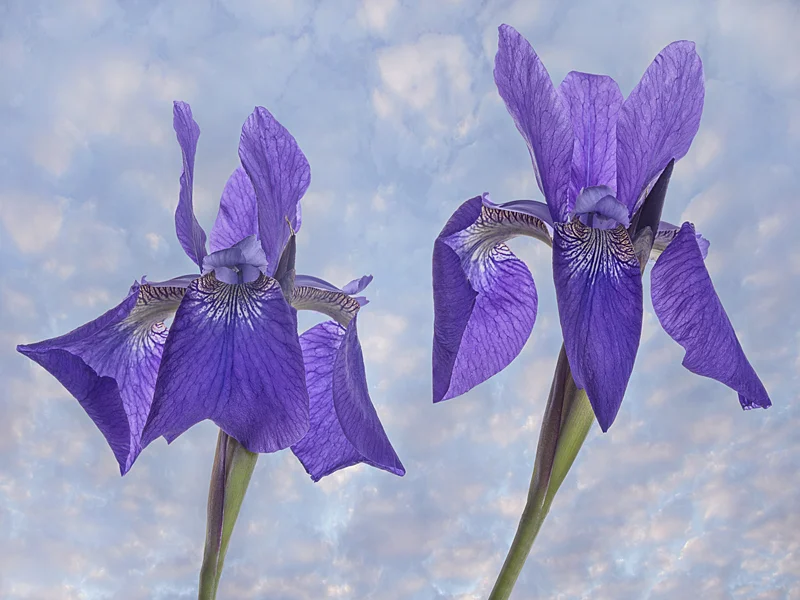 Siberian Iris Pair