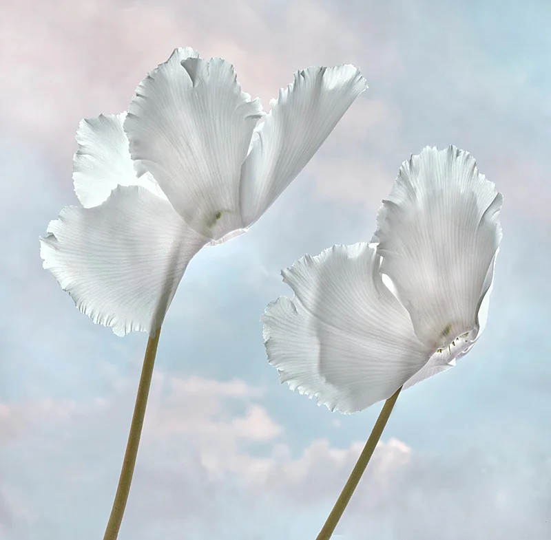 White Cyclamen