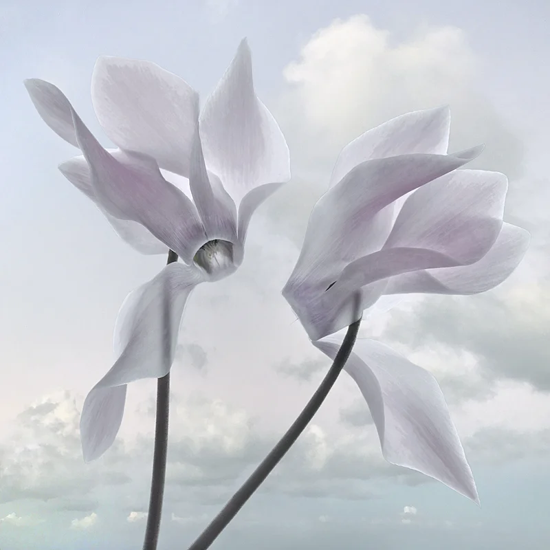Pink Cyclamen