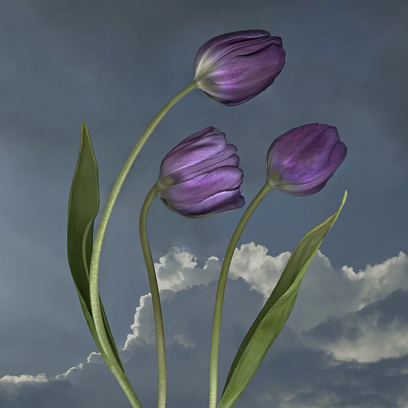 Purple Tulips