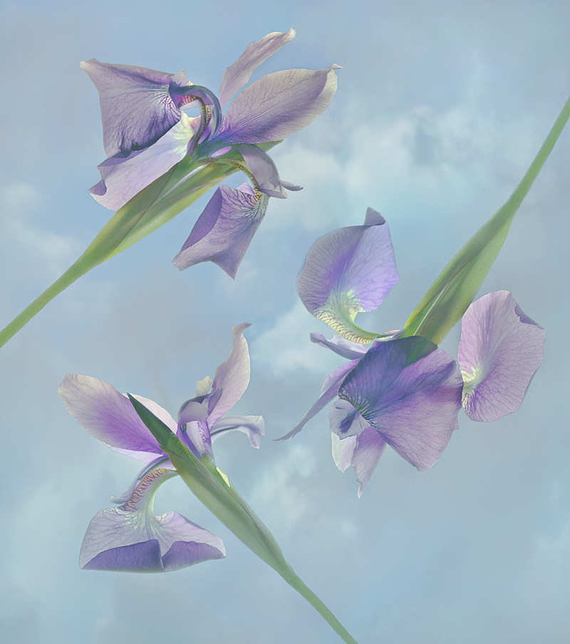 Floating Irises